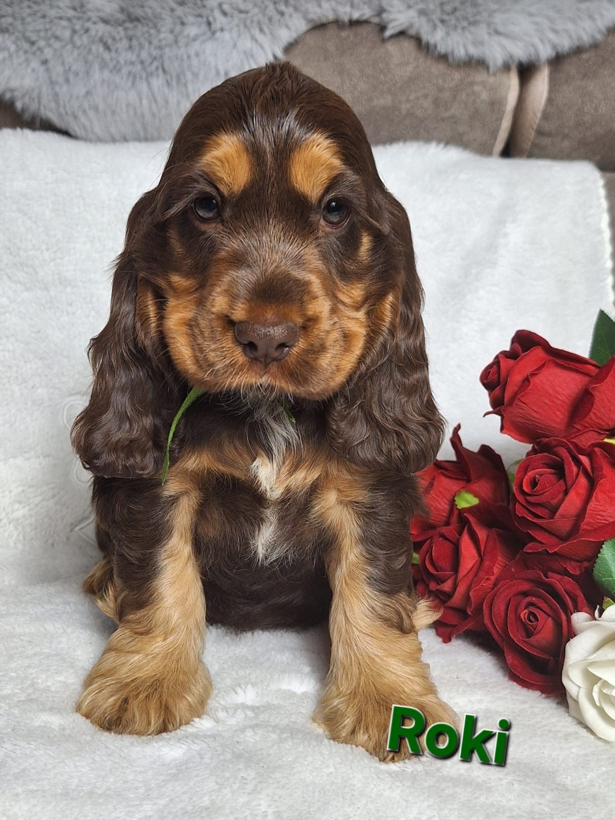 Cocker spaniel angielski - czekoladowo podpalany piesek