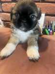 Sunia pekińczyk z shih tzu suczeńka suczka