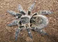 Паук Grammostola aureostriata (Золотое колено Чако)