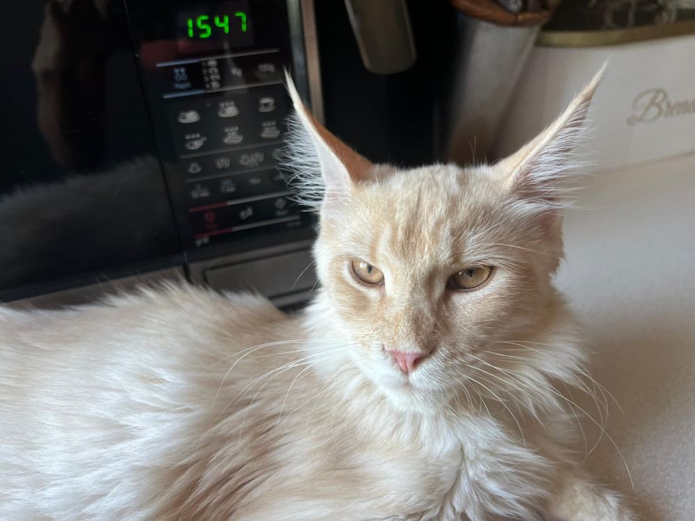 Kotka Maine Coon “DORIS” es23 FPL/FIFE kremowa ze srebrem LINIA SHADED