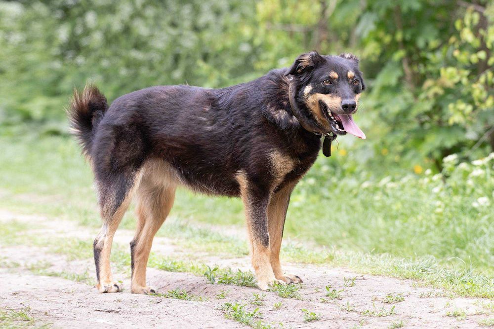 Веселуха Ріка чекає на вас