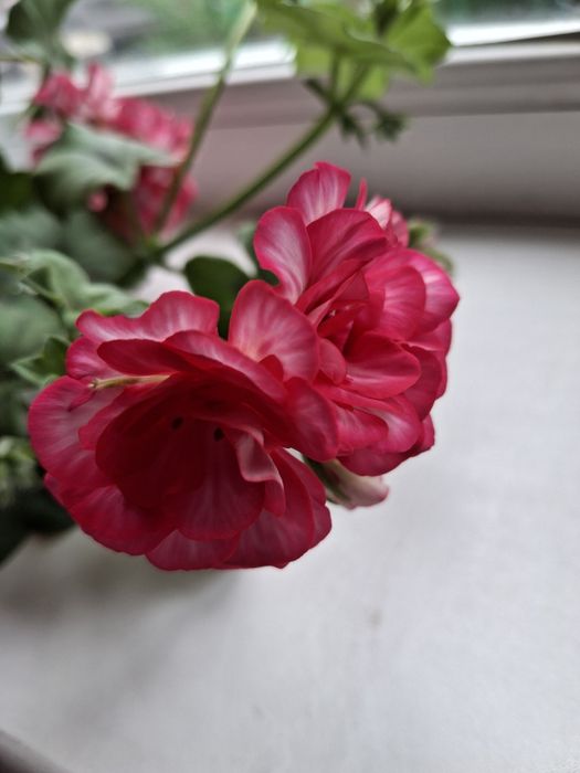 Пеларгония ампельна розебудна