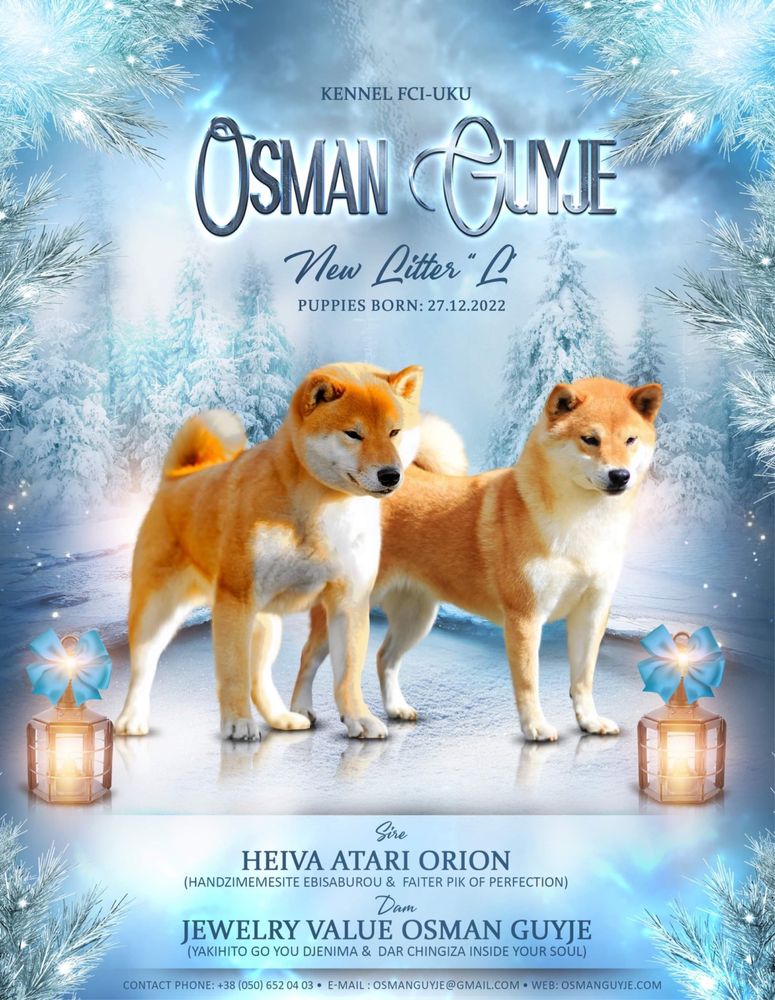 Малыши шиба сиба ину shiba питомник Osman Guyje