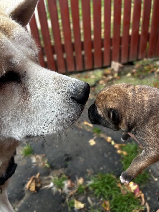 Вірний друг та охоронець,цуценята змішаної породи