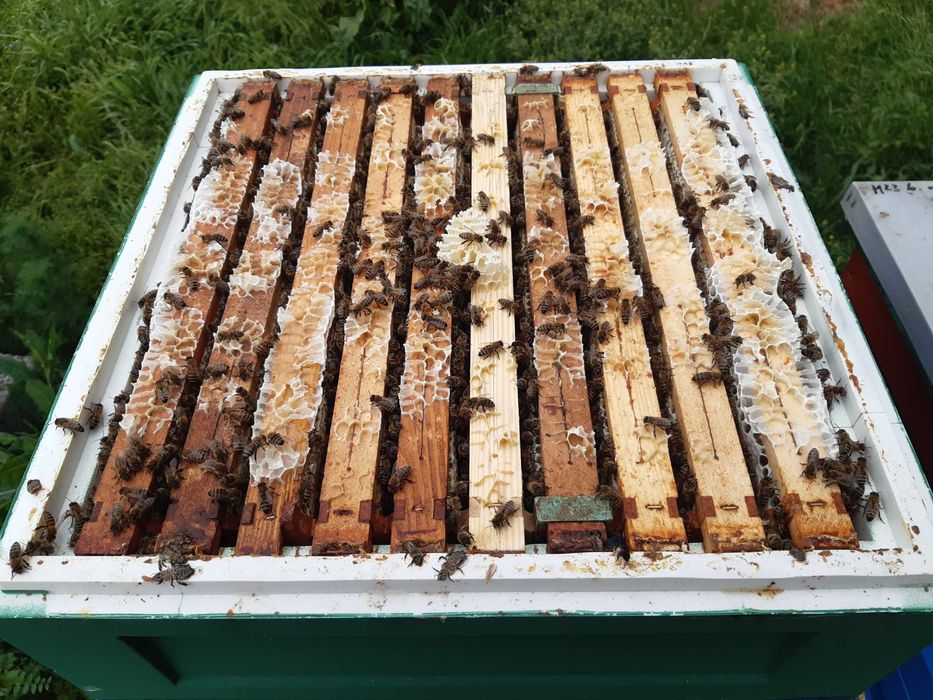 Rodziny pszczele Niepołomice, Kalina Wielka  k. Miechów