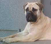 Zapowiedź miotu- bullmastiff