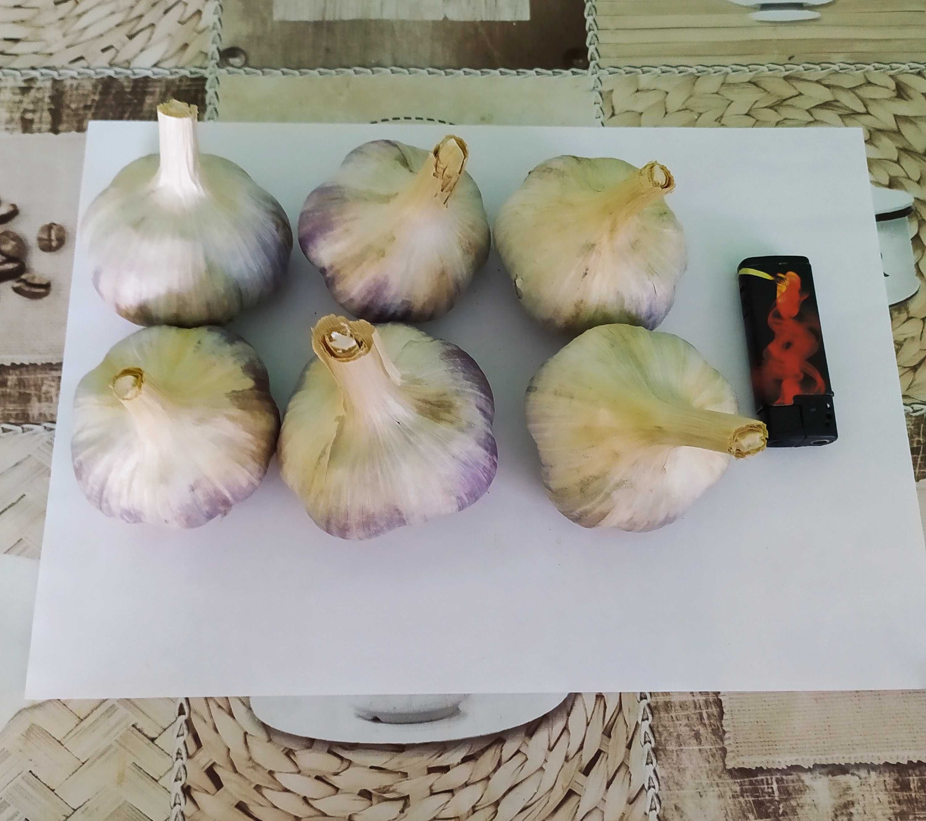 Продам часник, сорт Любаша