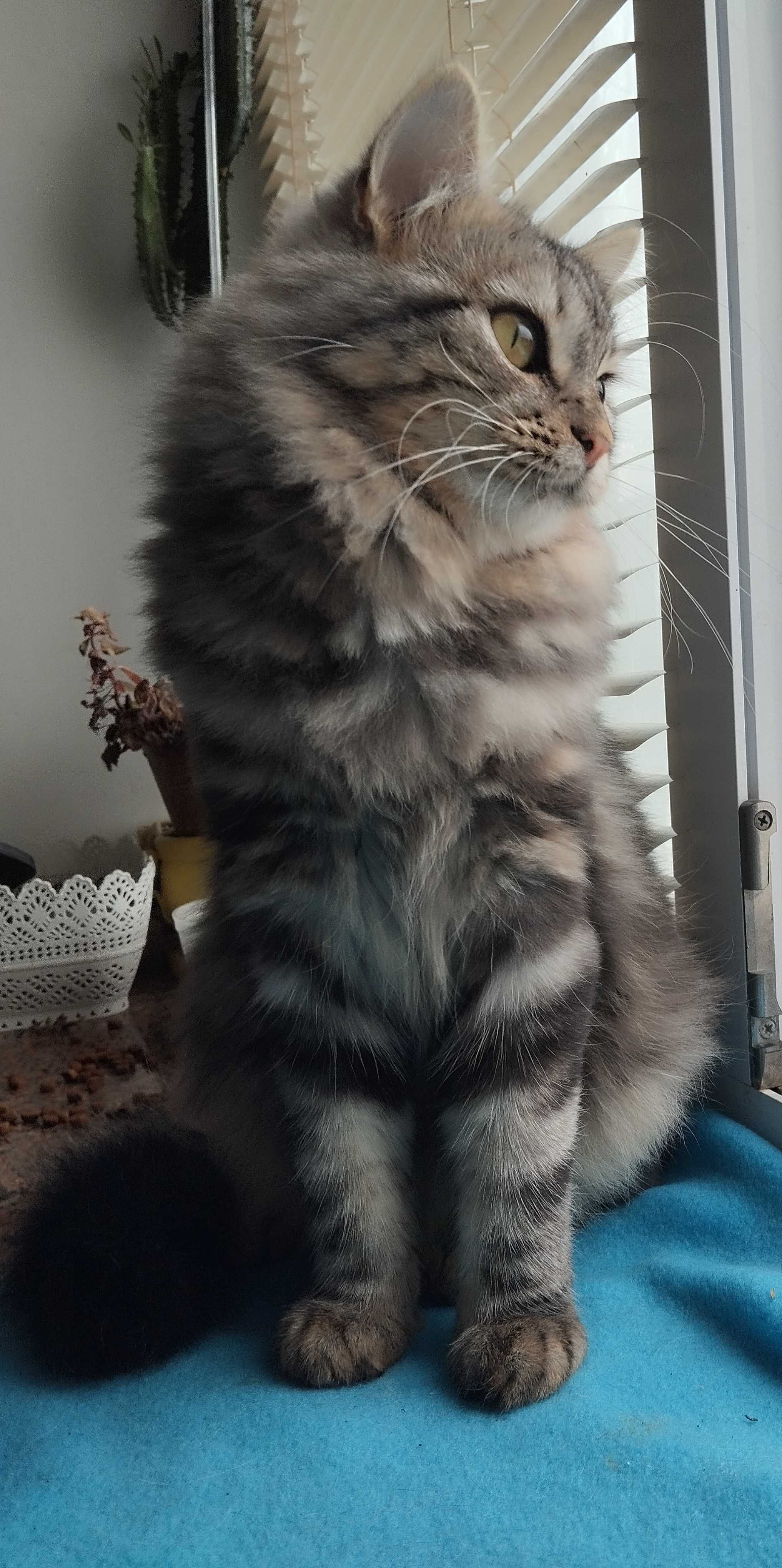 Безкоштовно котик