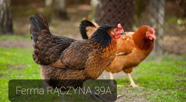 Młode nioski kokoszki kury perliczki gęsi kaczki