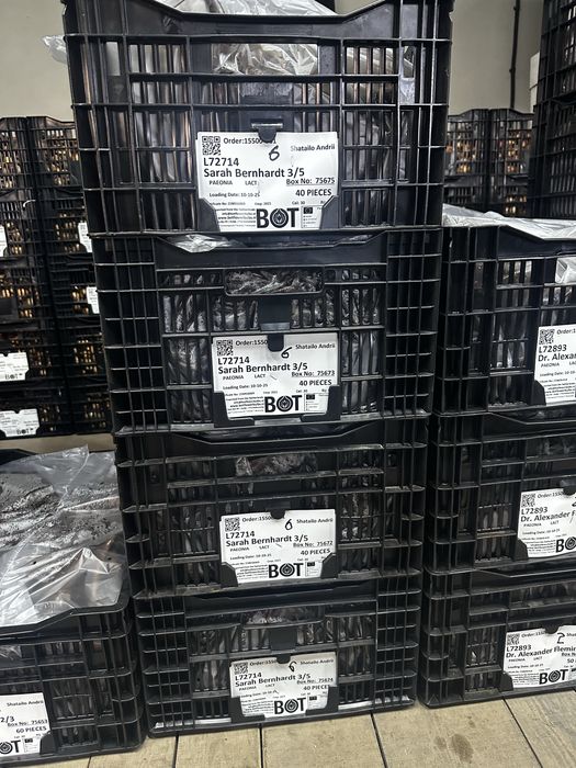 Корінці Голландського сортового піону