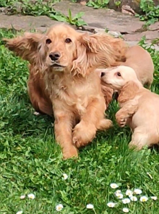 Англійський кокер спаніель. Щенки.