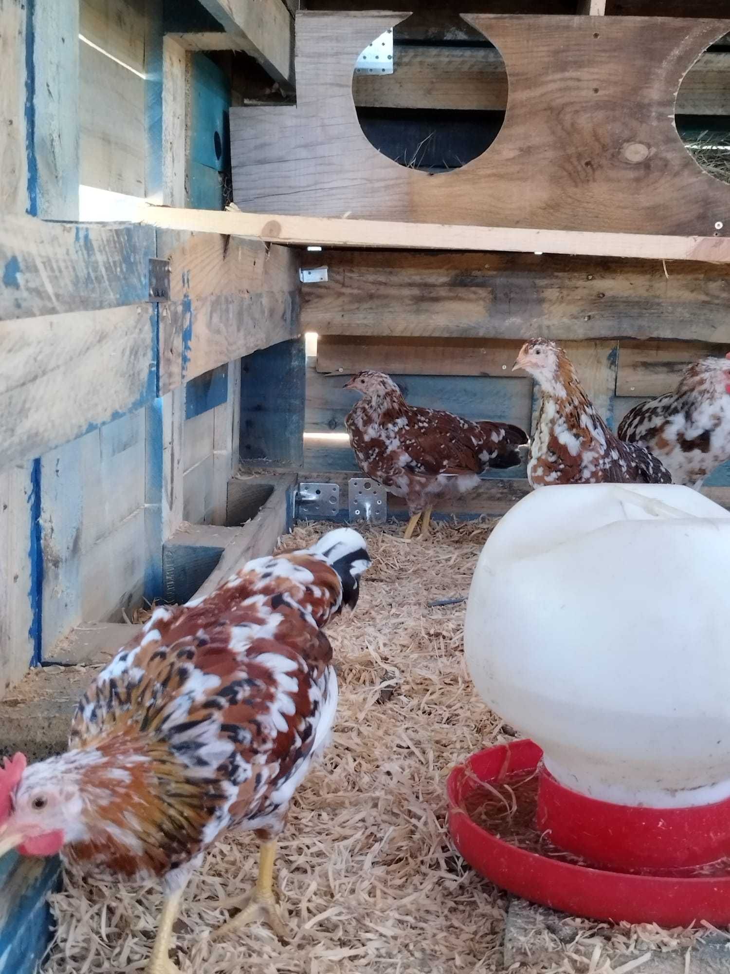 Ovos de Galinha Leghorn/legorne tricolor/mil flores