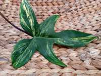 Philodendron Florida Beauty Variegata