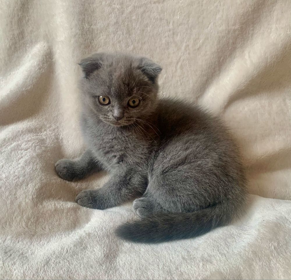 Срочно! шотландские вислоухие котята!