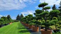 bonsai sosna bonsai 200-350cm super jakość producent
