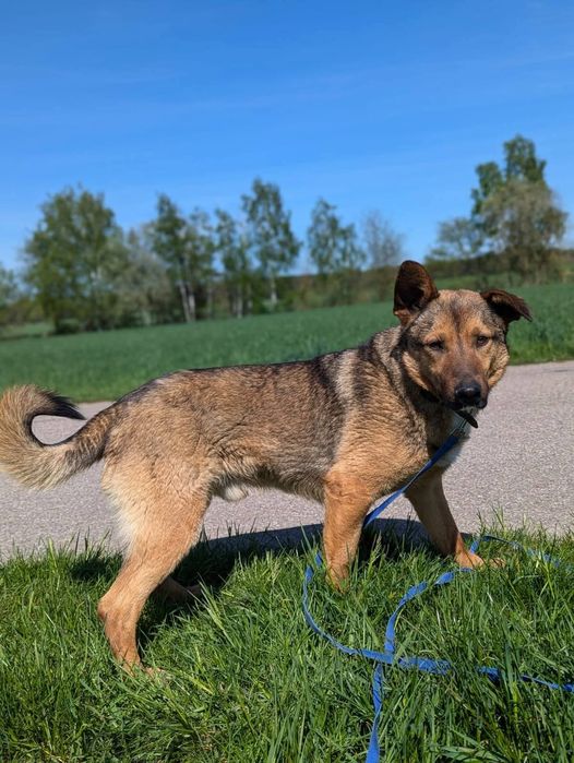 Cudowny Tango szuka domu!