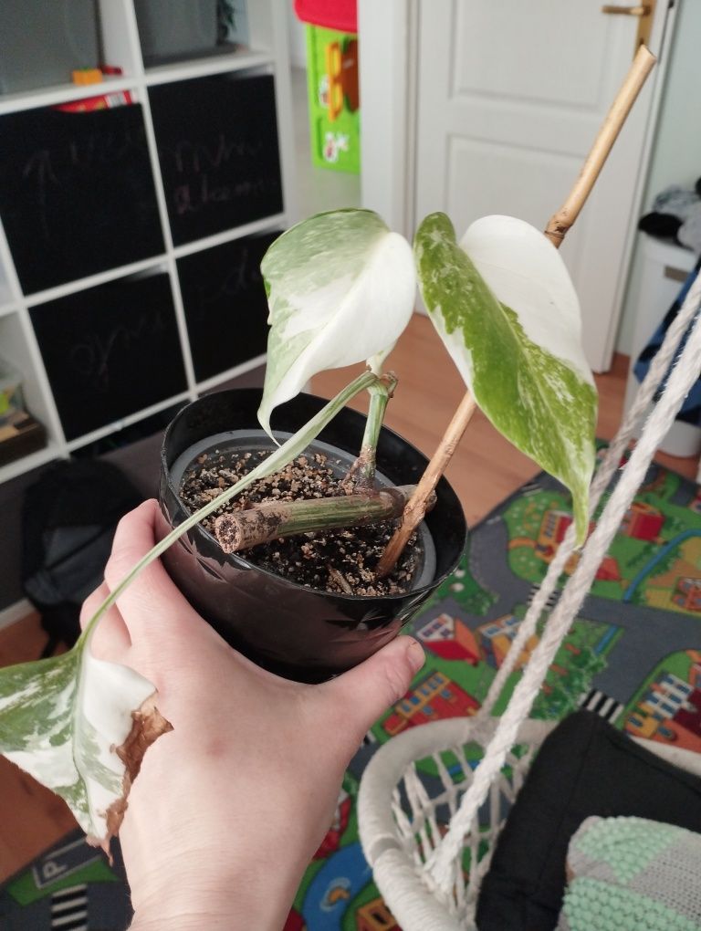 Monstera variegata