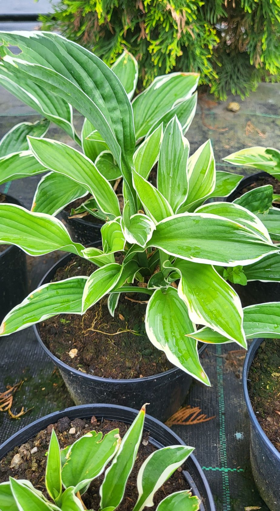 Hosta, funkia sadzonka 5 sztuk
