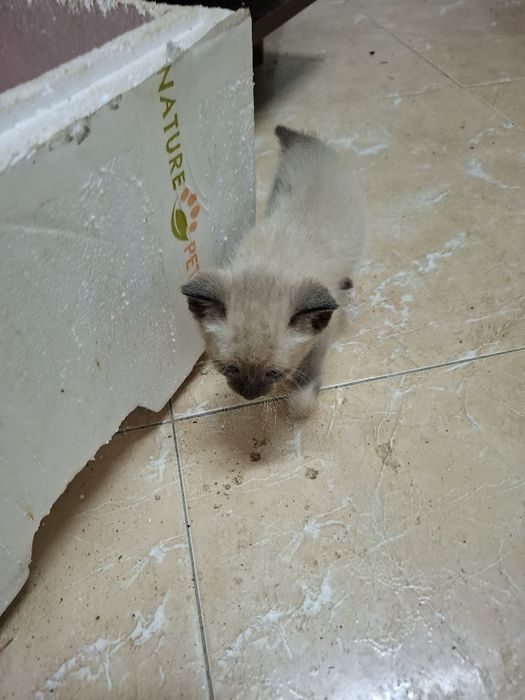 Gatos para dar  muito lindo