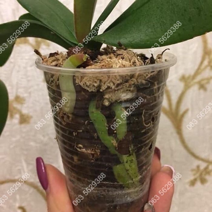 В наявності ОРИГІНАЛЬНИЙ реаніматор-стимулятор росту HB 101.