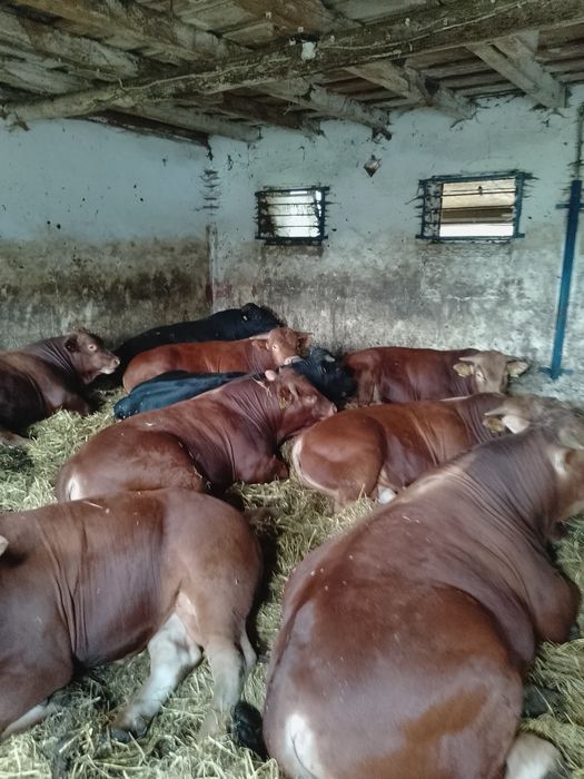 Sprzedam byki mięsne