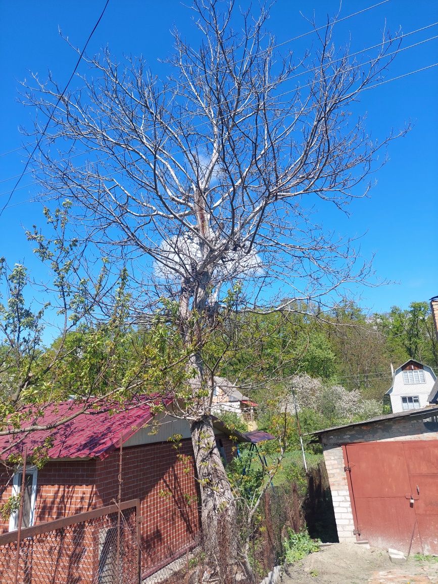 Дерево Горіх під зріз