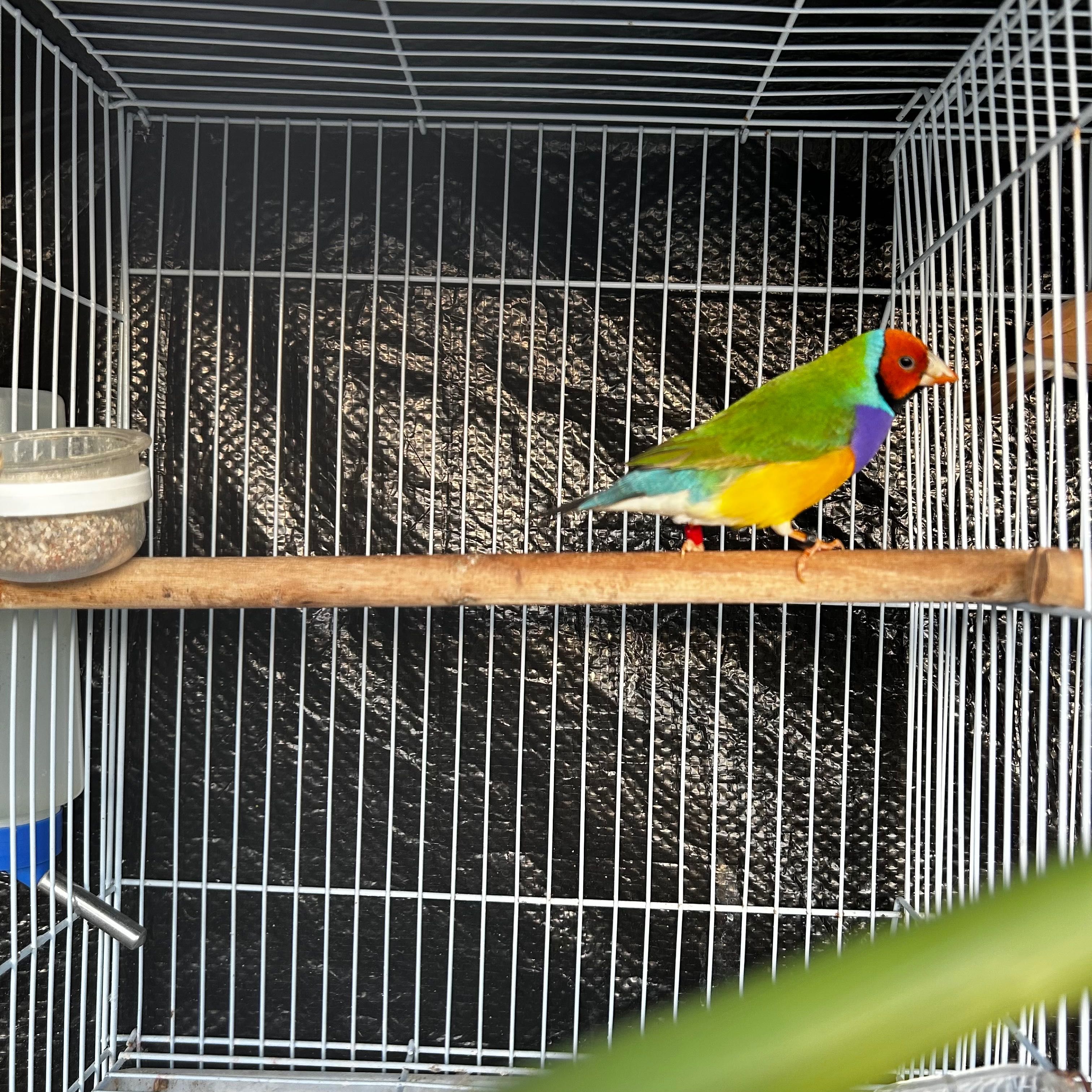 Diamante gould macho deste ano.