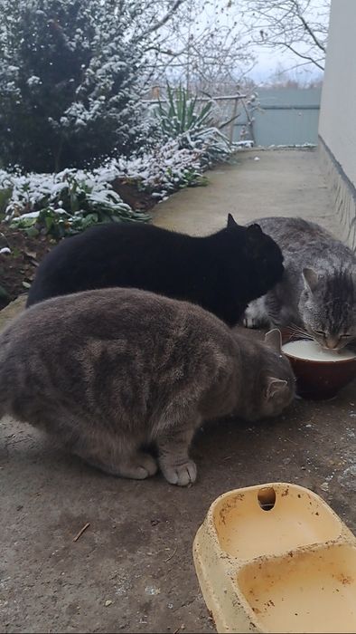 Маю шикарне кошеня британське кошеня на Миколая