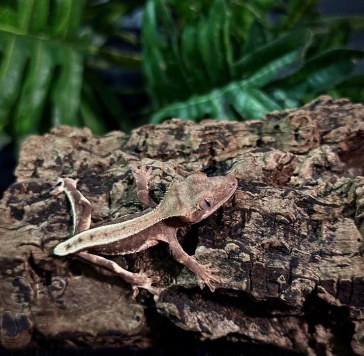 Gekon Orzęsiony po Samcu Lilly White