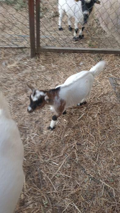Cabritinho anão para venda, pais vacinados e chipados