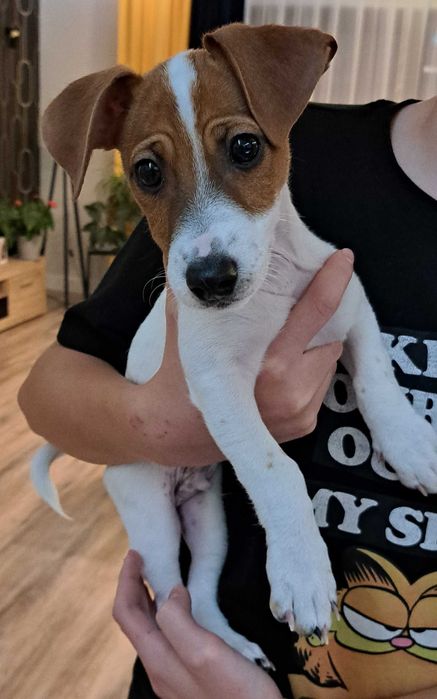 Jack Russell Terrier szczeniak