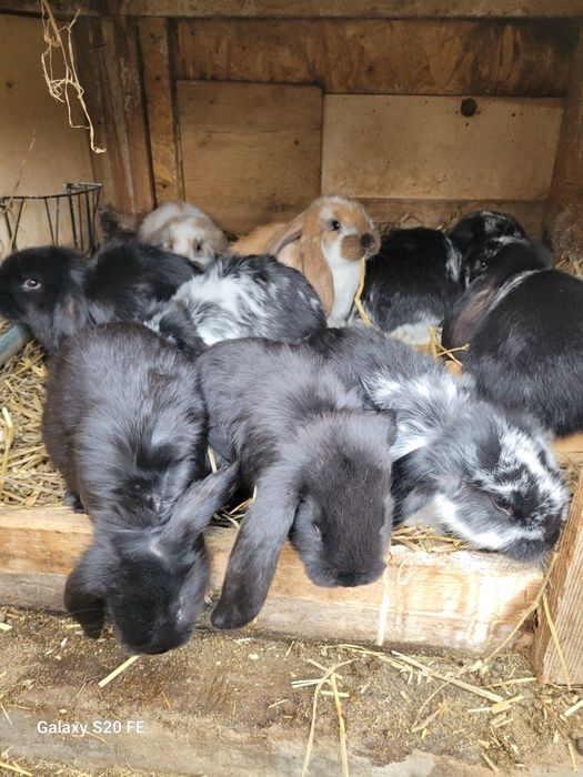 Króliki młode baran francuski