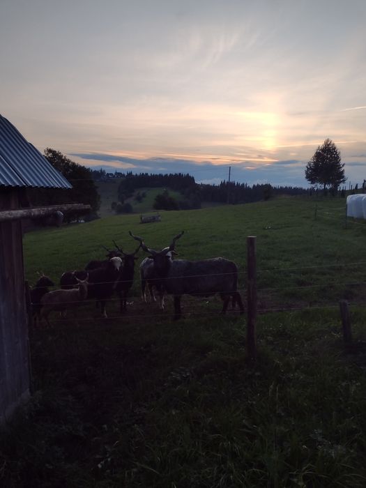 Owca baran raczka węgierska