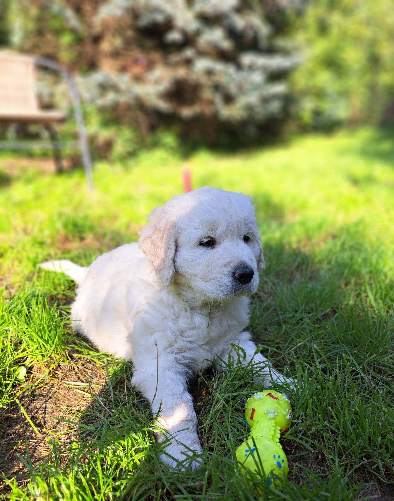Golden Retriever