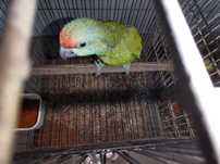 Amazona festiva bodini