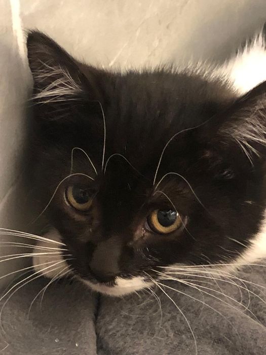 Gatinha 2meses muito meiga