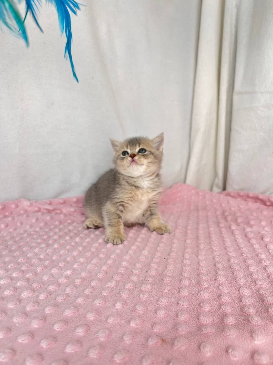 Котята  британцы  в голубом окрасе