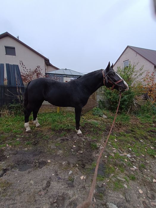 Sprzedam 2 ogiery śląskie i odsadki.