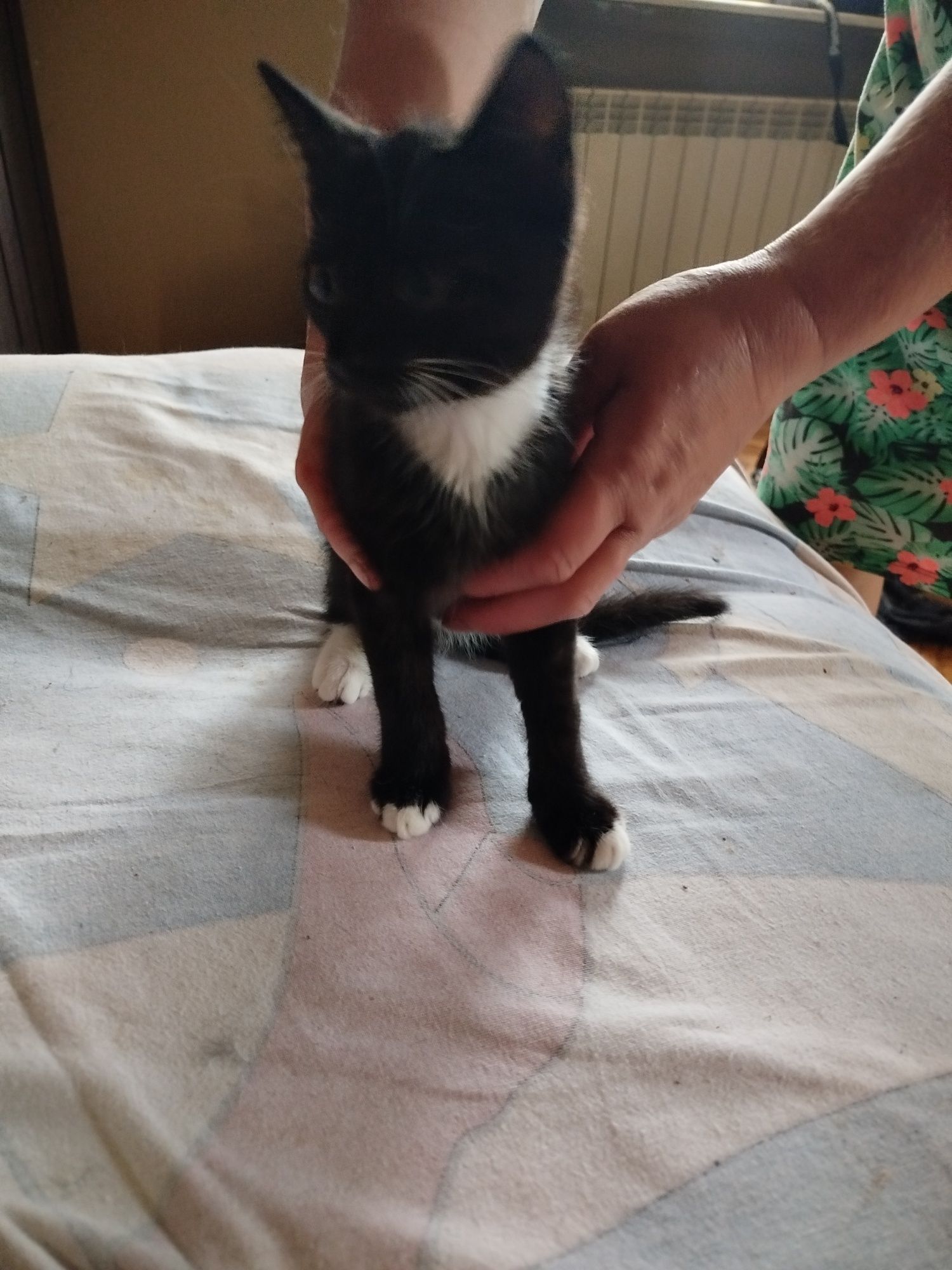 Cudne kotki oddam tylko w dobre ręce maluszki są w Sandomierzu