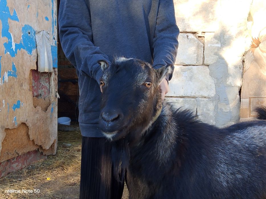 Продам козлика коротковушка