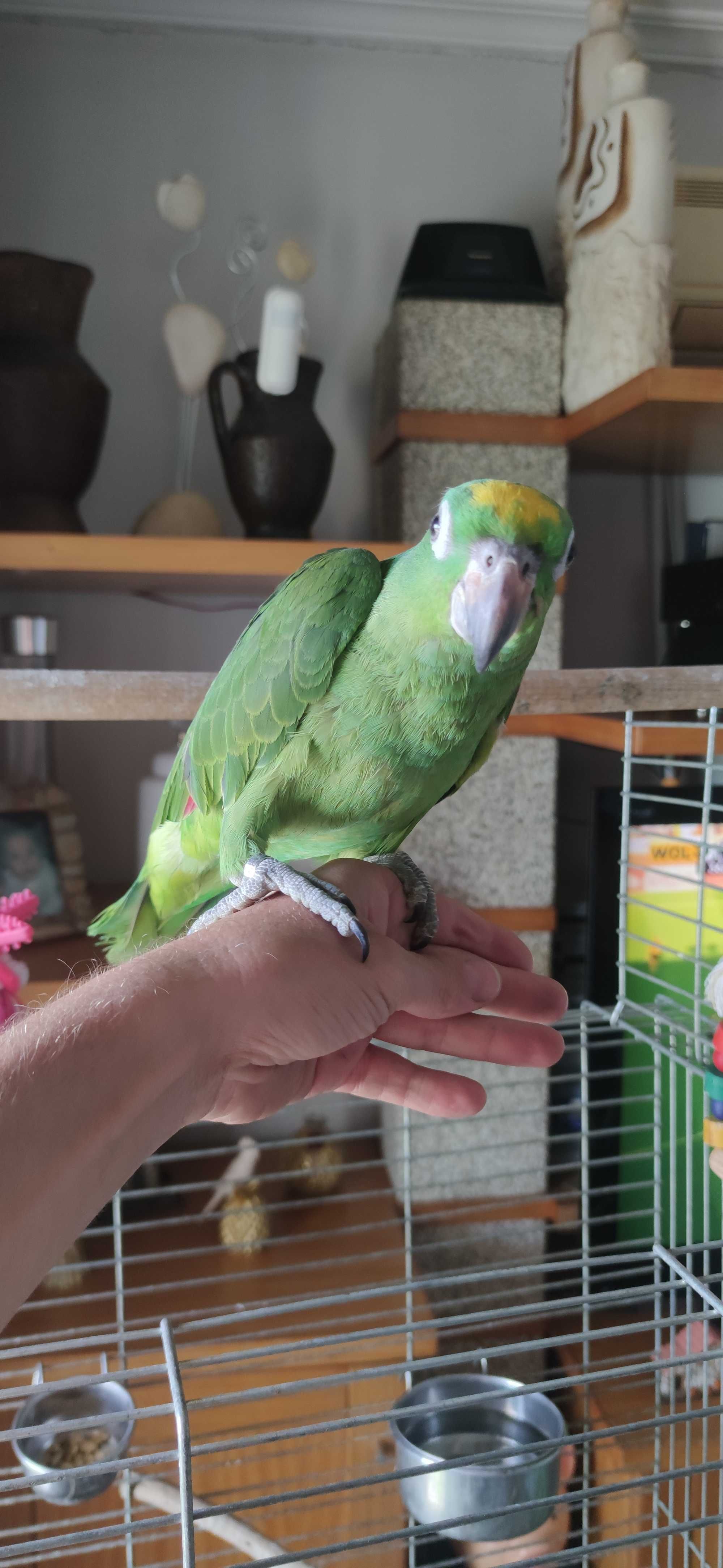 Vendo papagio amazonas ochrocephala