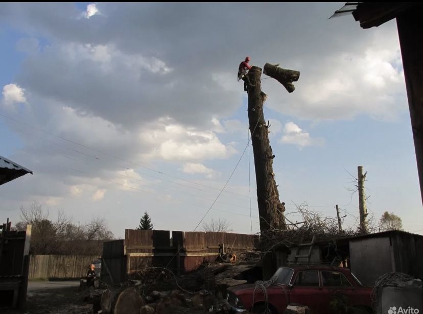 Спил Деревьев. Безопасно. Альпинист