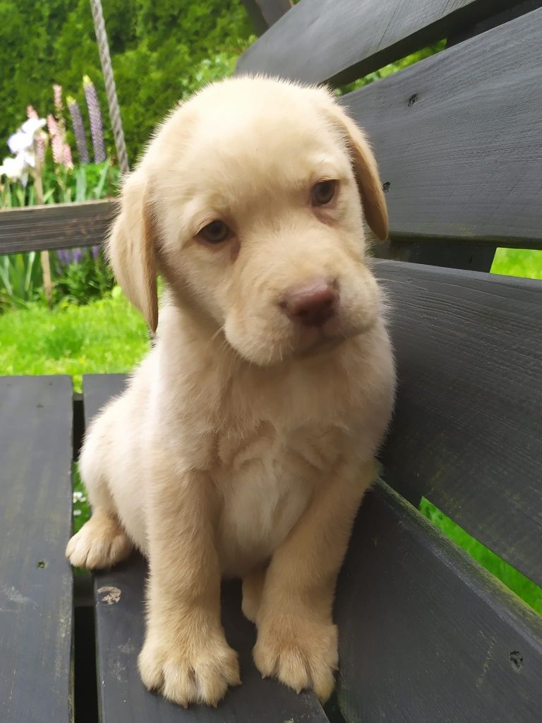 Labrador retriever