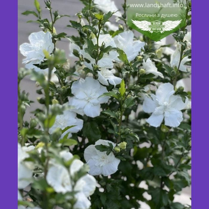 Клематис,Гортензия, гибискус розы,лилии бересклет самшит малина смород