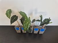 Alokazja Polly Alocasia