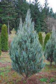 Jałowiec skalny Moonglow Juniperus scopulorum 30-70 cm