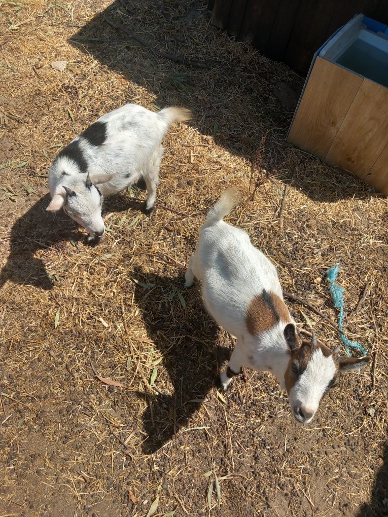 Cabras e bode raça anã para venda ou troca
