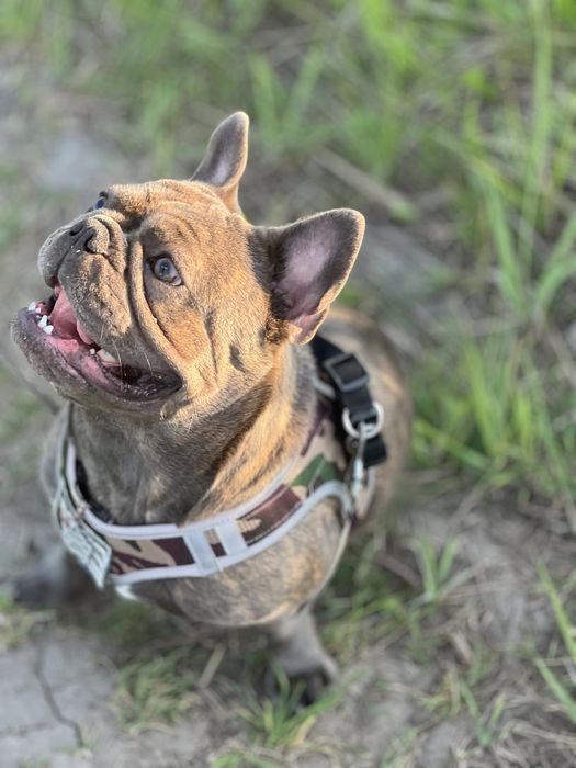 Вязка вʼязка французкий французький  бульдог