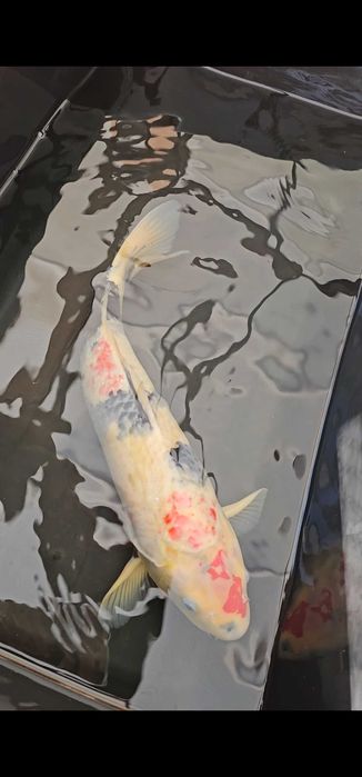 Carpa koi showa 56cm