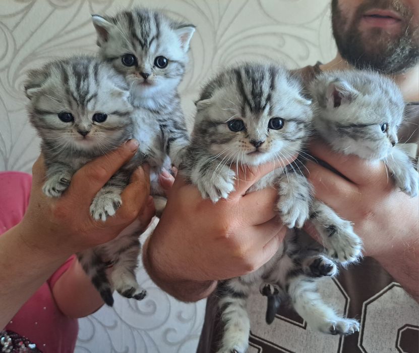 Котята шотландские мраморные